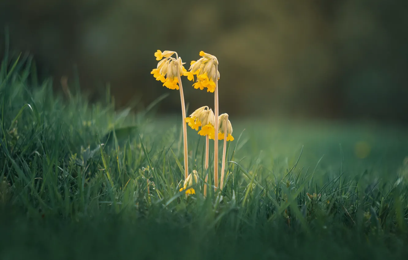 Photo wallpaper grass, flowers, glade, spring, Primula