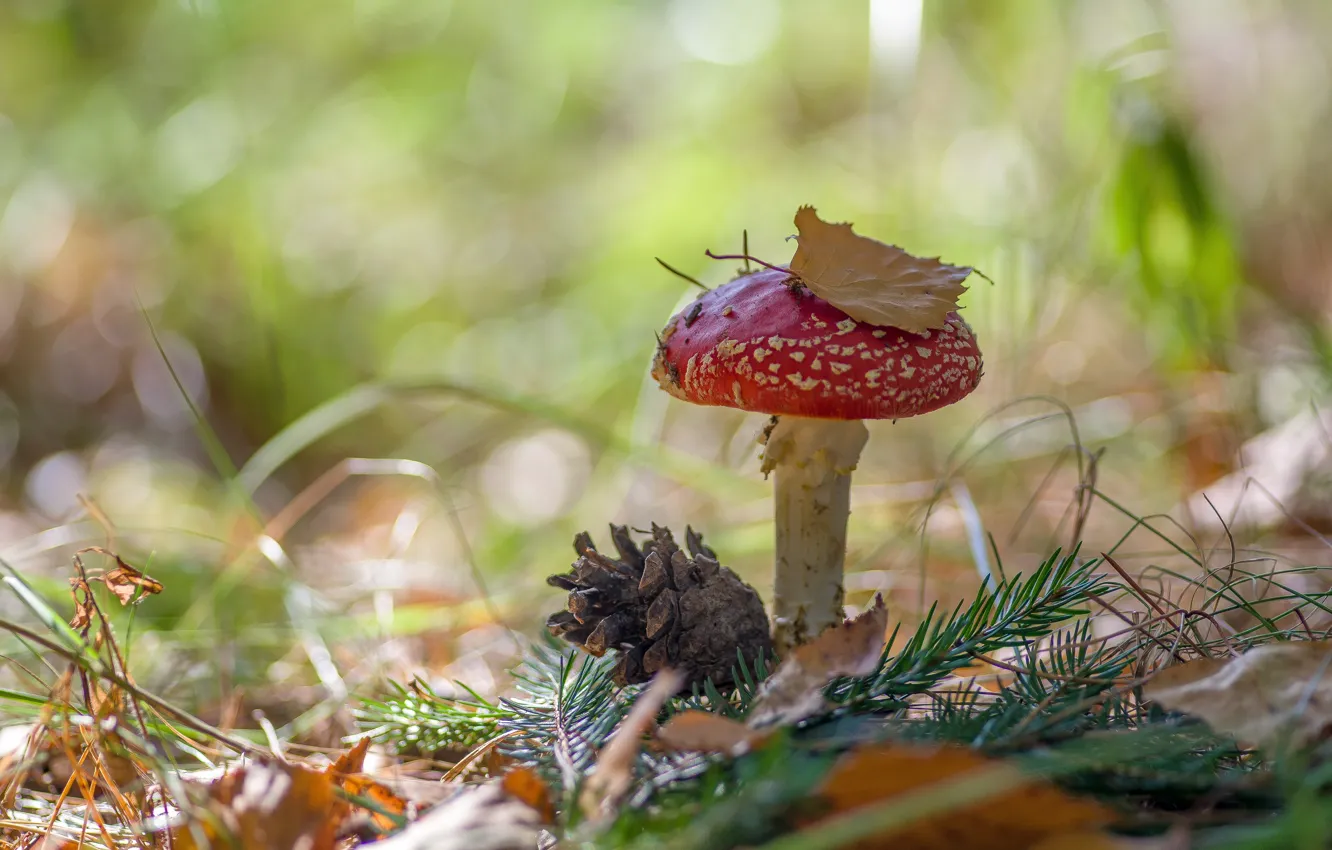 Photo wallpaper autumn, macro, nature, mushrooms, bokeh