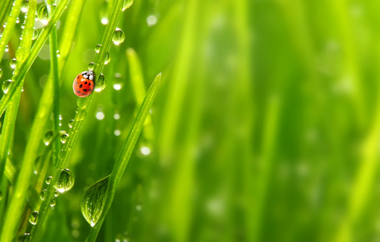 Photo wallpaper grass, drops, macro, nature, Rosa, ladybug, morning, nature