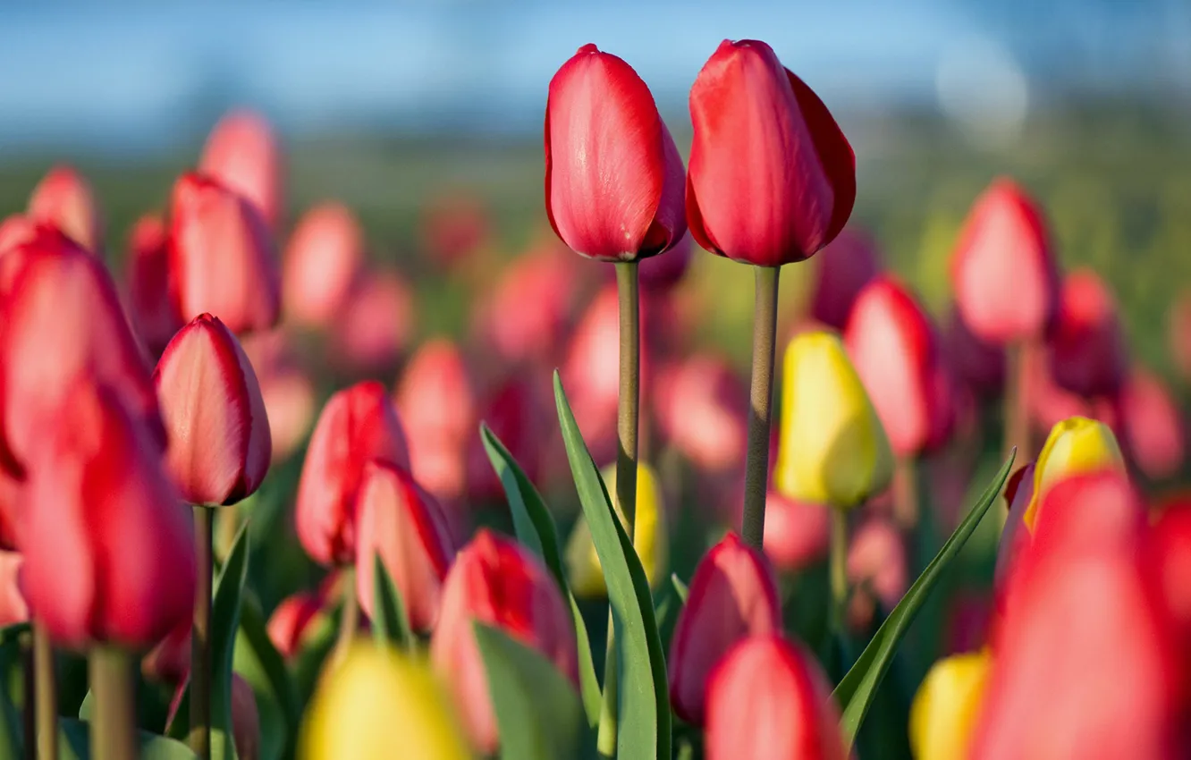 Photo wallpaper flowers, nature, spring, tulips, a couple
