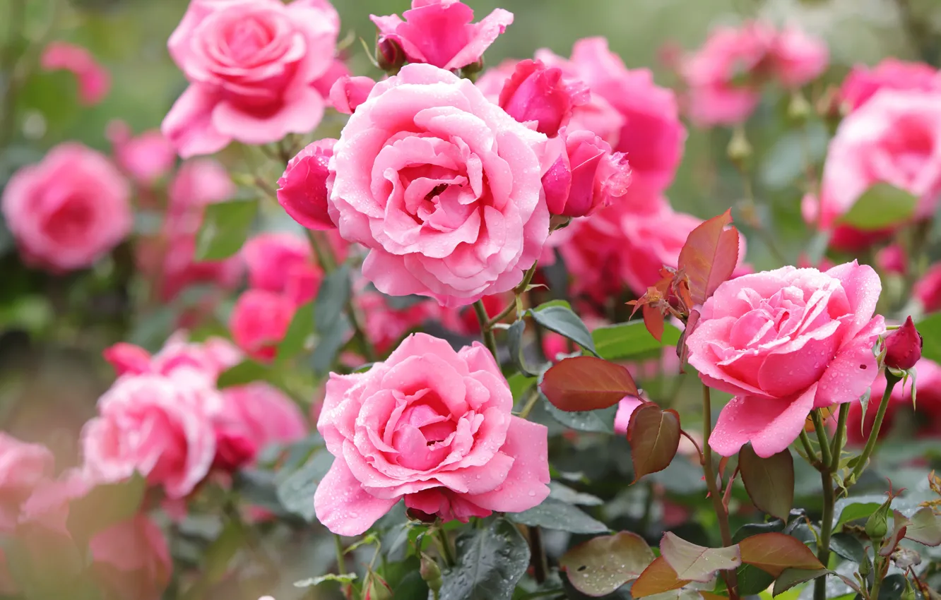 Photo wallpaper roses, pink, rose Bush