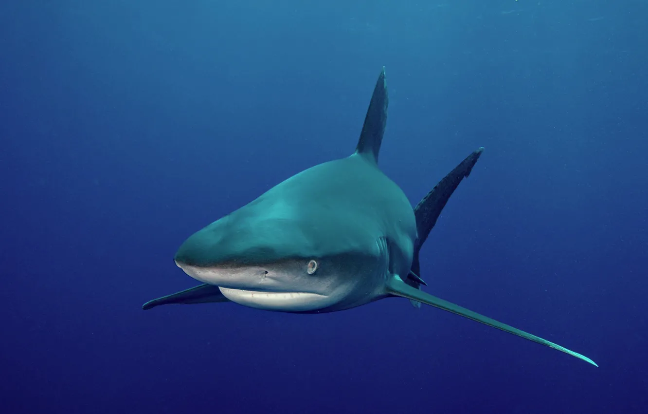 Photo wallpaper Predator, underwater, shark