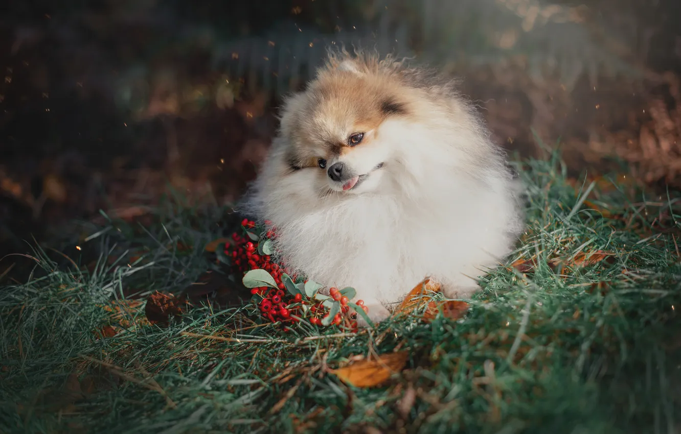 Photo wallpaper look, pose, dog, face, Spitz