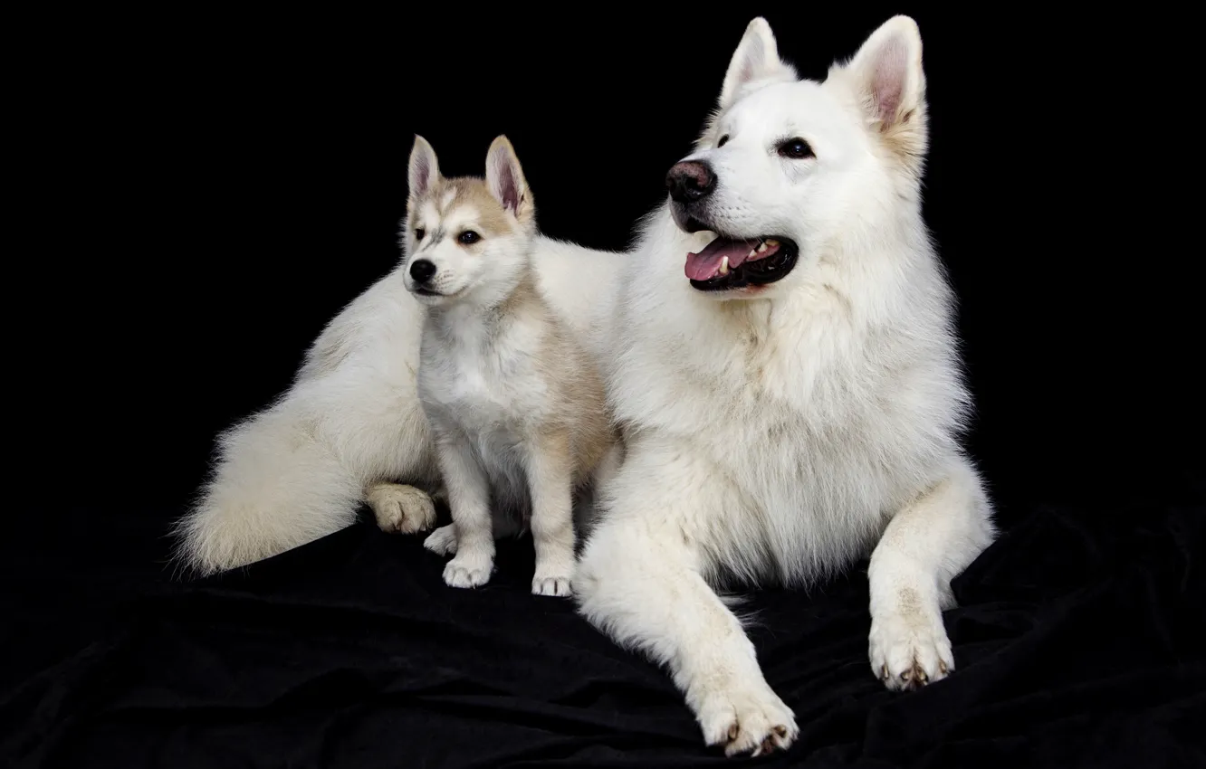 Photo wallpaper language, white, look, face, pose, two, dog, baby