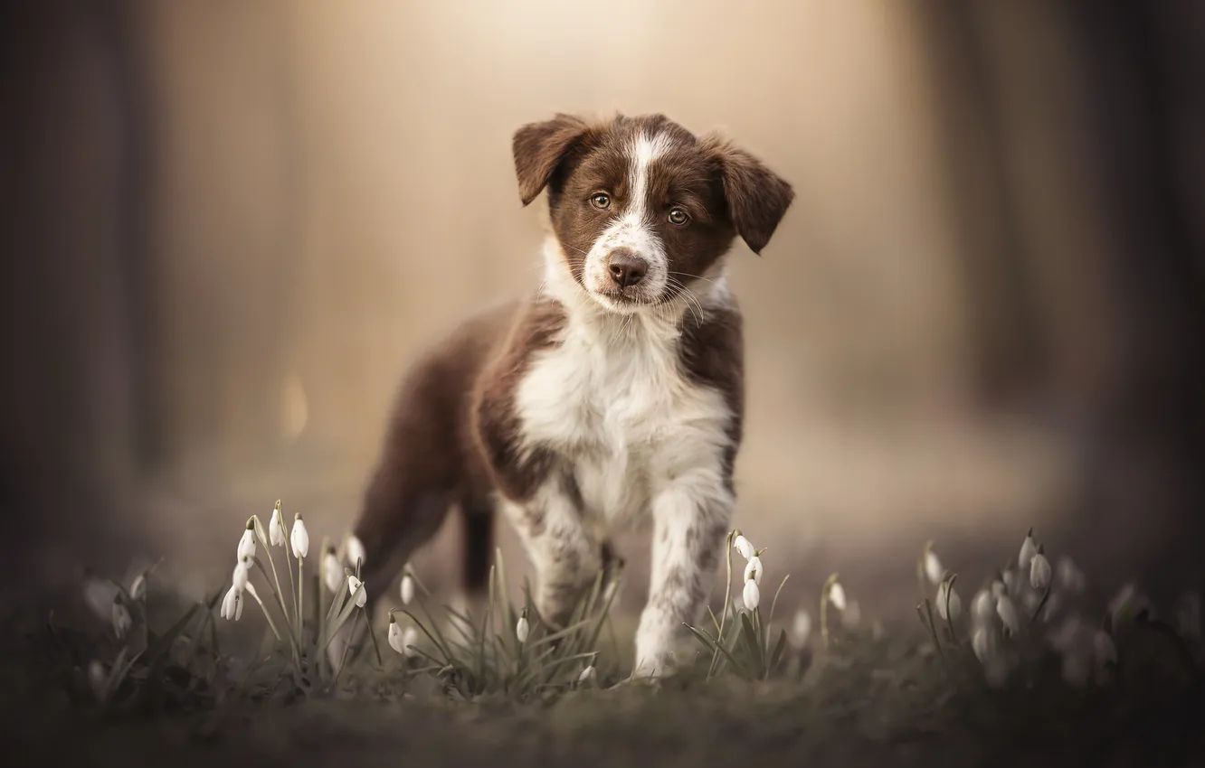 Photo wallpaper flowers, background, dog, snowdrops, puppy