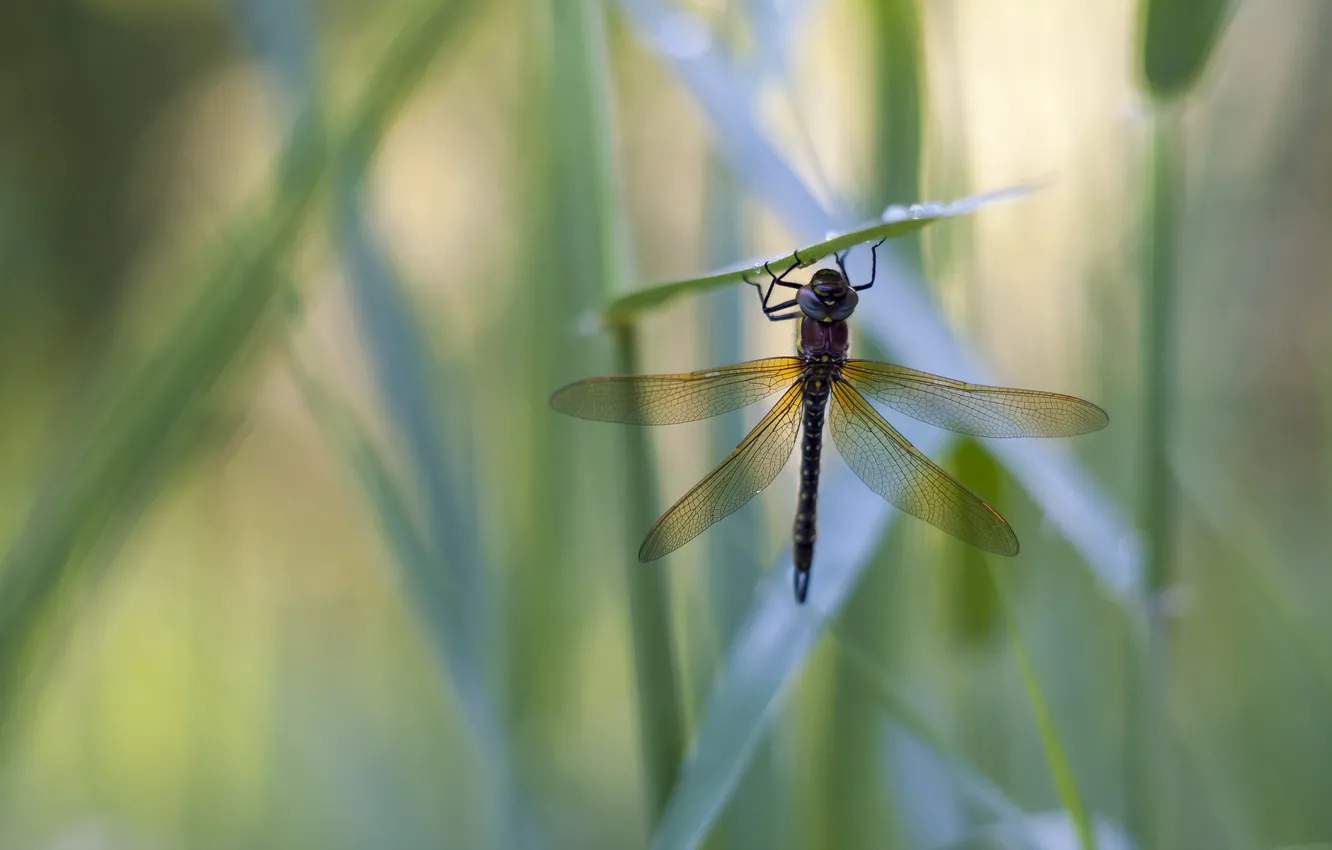 Photo wallpaper grass, drops, Rosa, dragonfly, a blade of grass