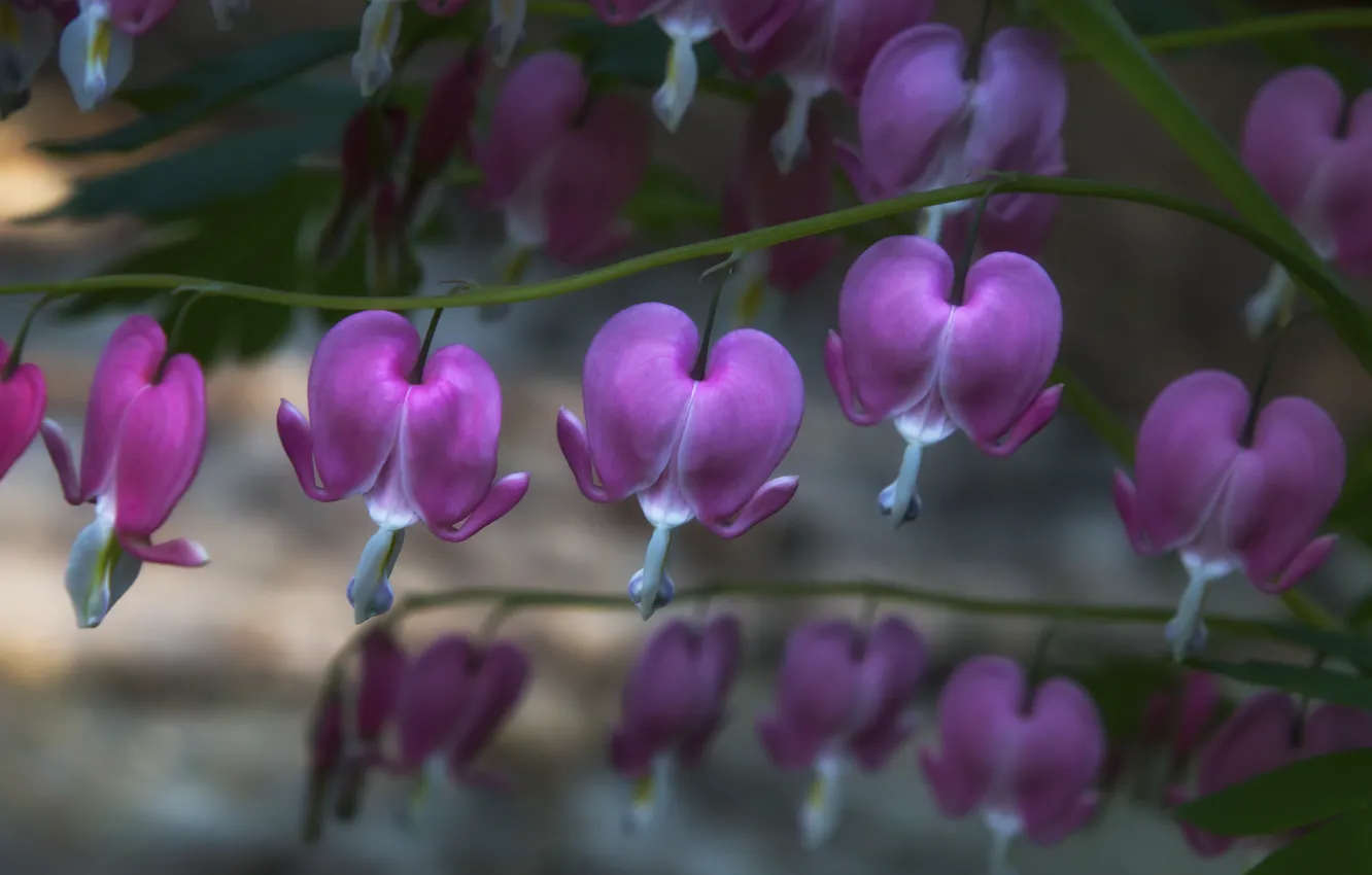 Photo wallpaper flowers, branches, pink, bokeh, broken heart, the bleeding heart