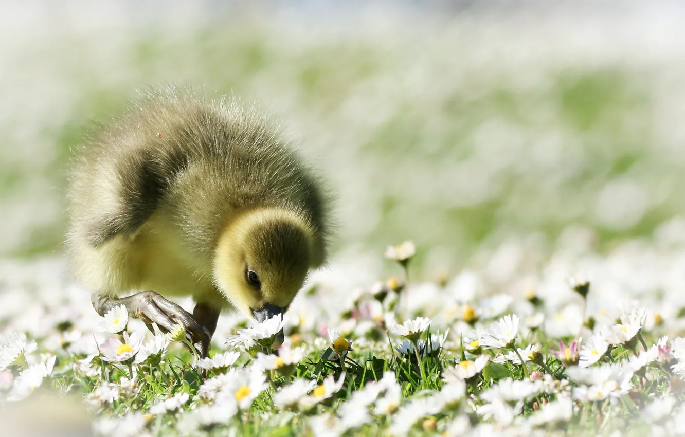 Photo wallpaper flowers, glade, duck