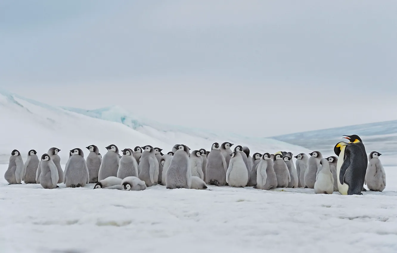 Photo wallpaper Antarctica, Chicks, Emperor penguin, Snow Hill Island
