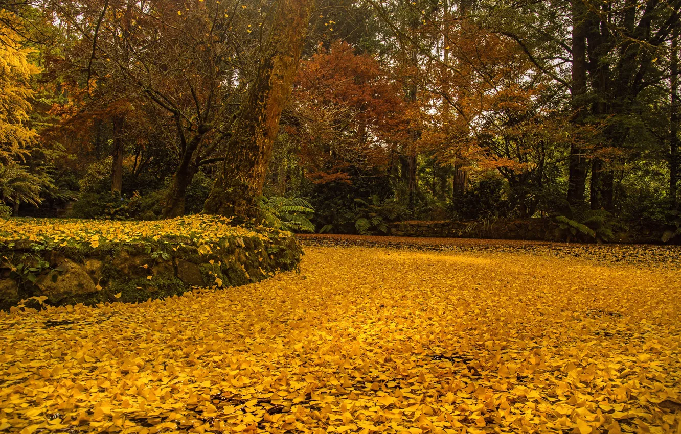 Photo wallpaper autumn, leaves, trees, pond, Park, yellow, Australia, Alfred Nicholas Memorial Gardens
