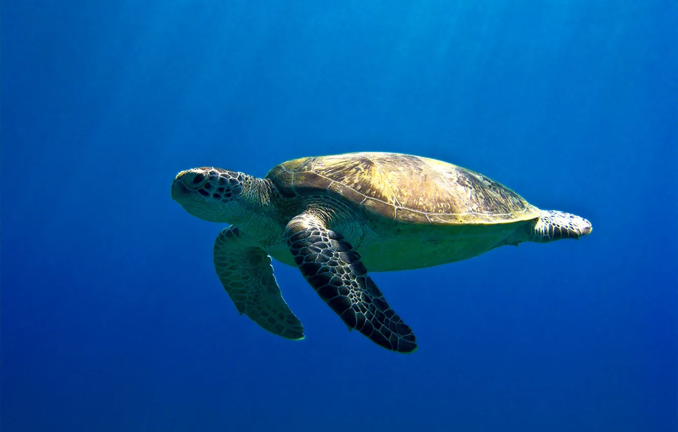 Photo wallpaper sea, turtle, Egypt