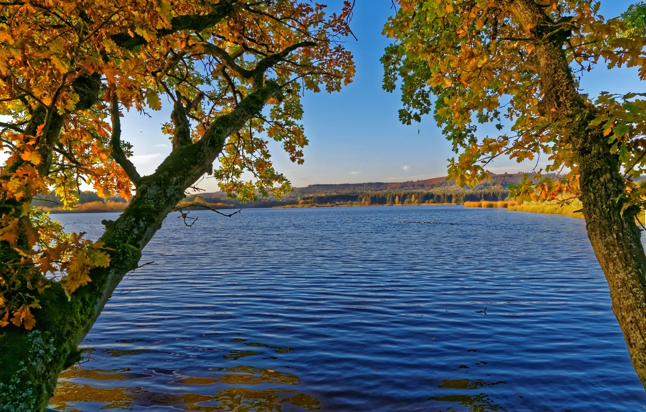 Photo wallpaper autumn, trees, river, Germany, Elm