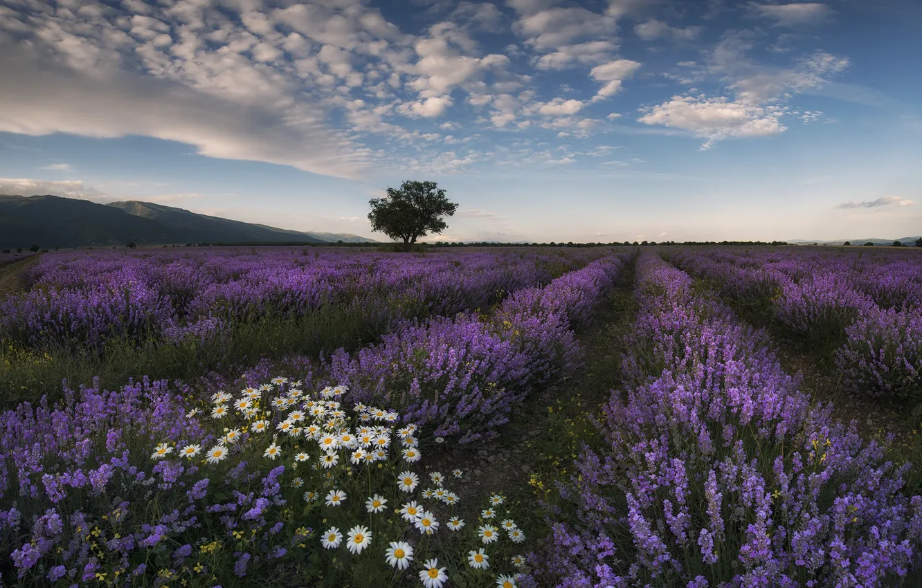 Photo wallpaper field, summer, lavender