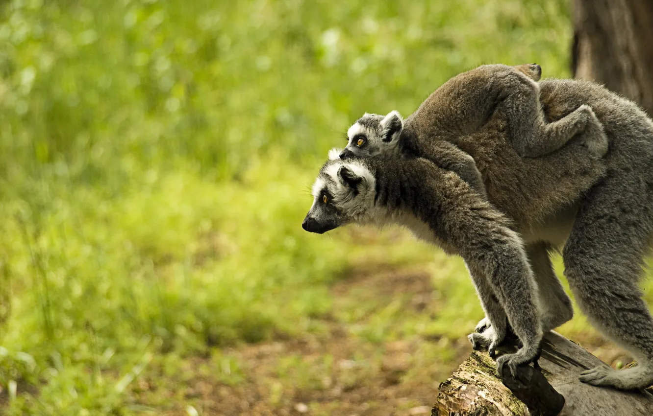 Photo wallpaper nature, background, lemur