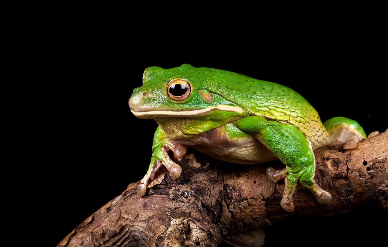 Photo wallpaper nature, background, frog