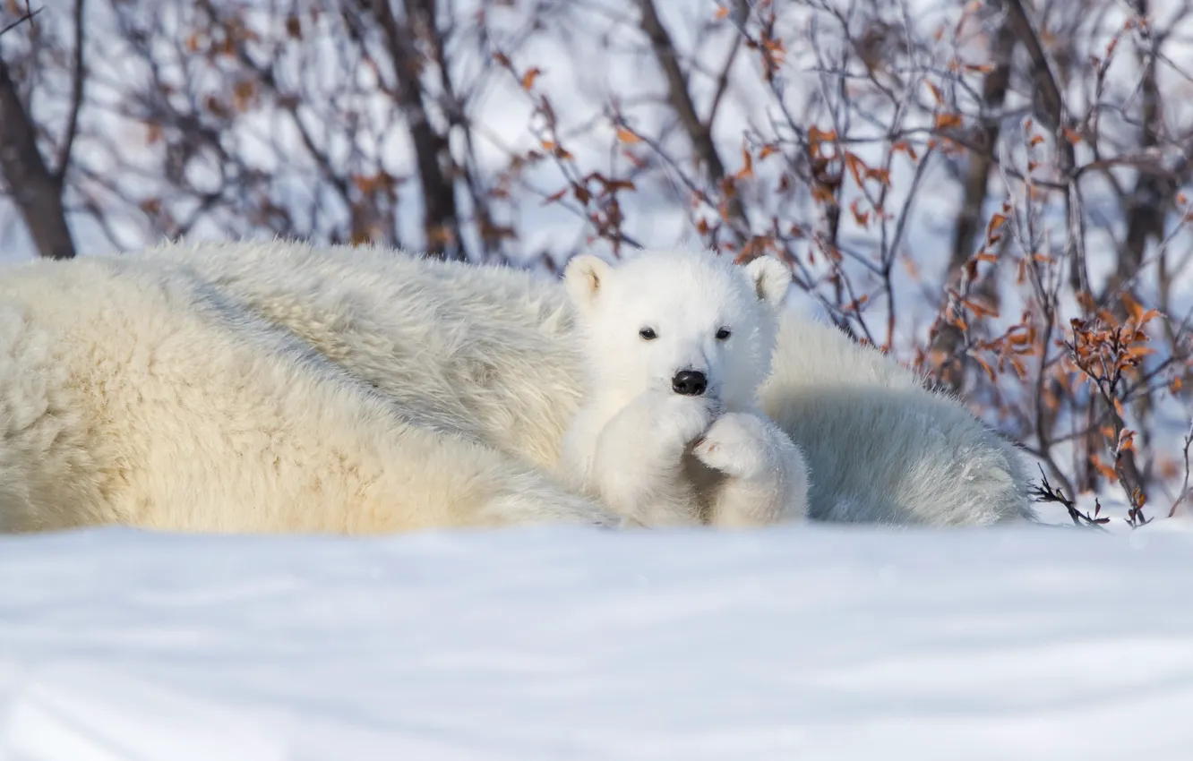 Photo wallpaper winter, snow, Canada, bear, bear, Polar bears, Manitoba, Polar bears
