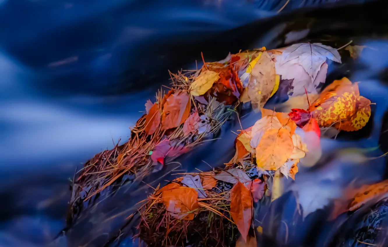 Photo wallpaper autumn, leaves, river, stream, stones, stream