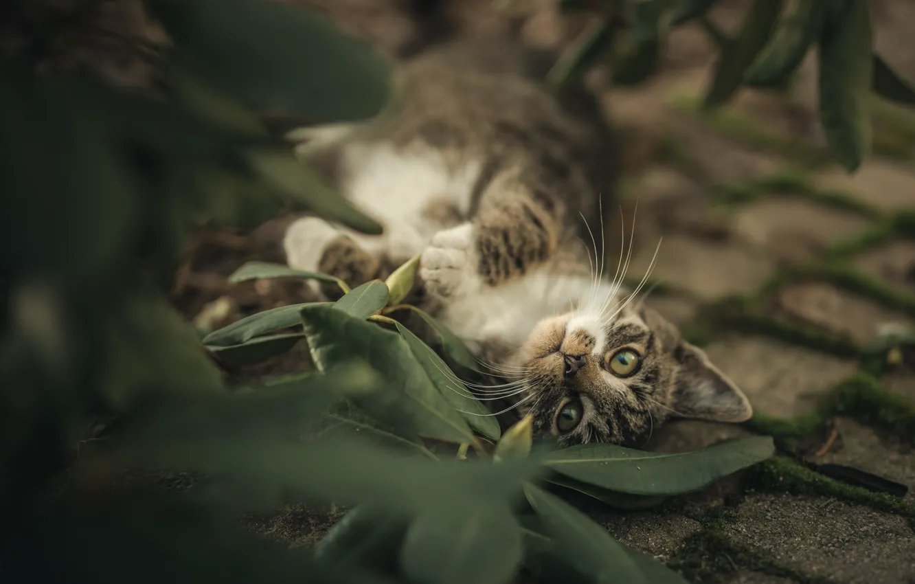Photo wallpaper cat, look, leaves, kitty, cat