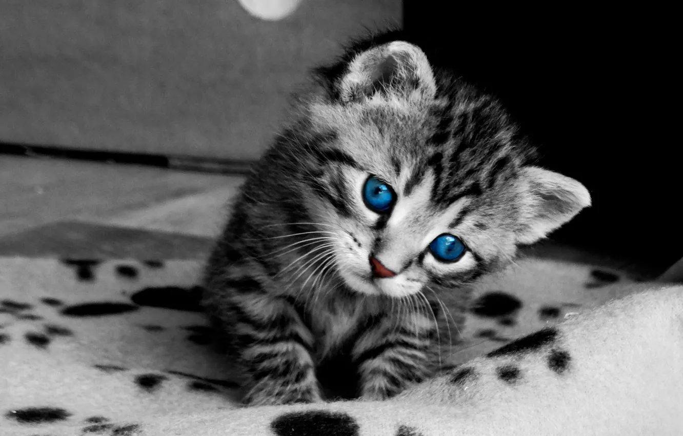 Photo wallpaper Kitty, Mustache, Cat, Eyes, Baby, Face