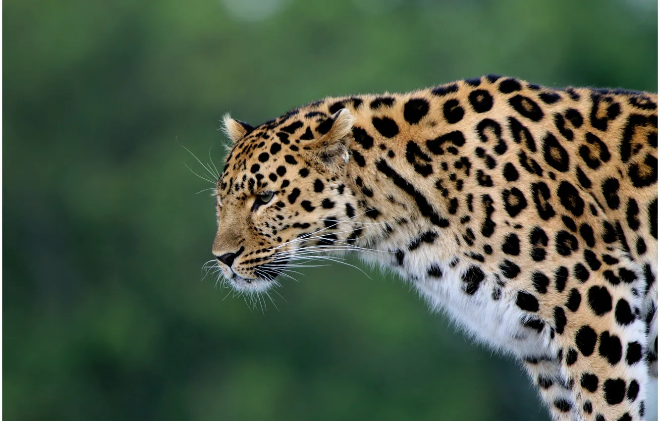 Photo wallpaper predator, leopard, wild cat