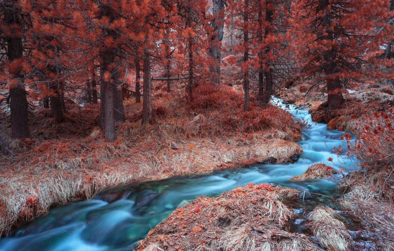 Photo wallpaper autumn, forest, trees, stream, shore, for, pine
