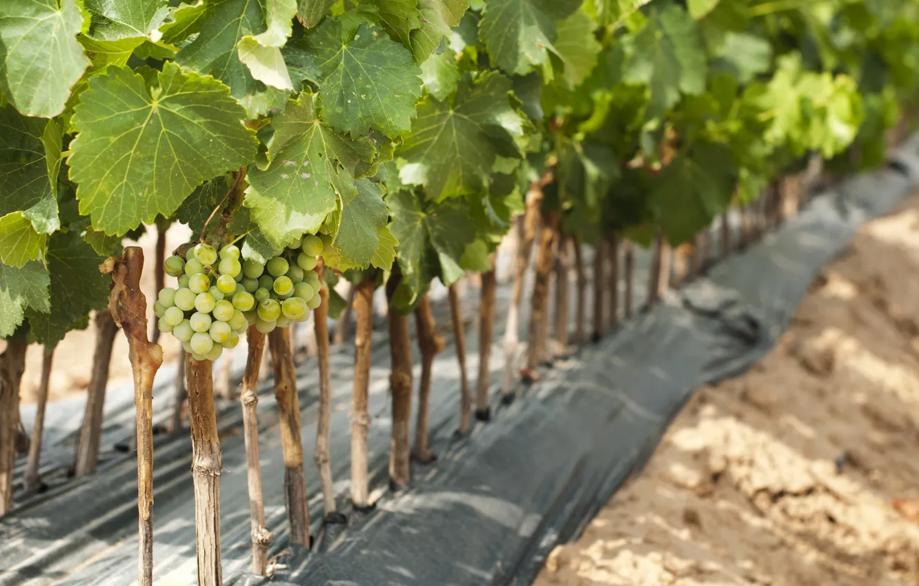 Photo wallpaper leaves, nature, grapes, bunch, vineyard, shrub