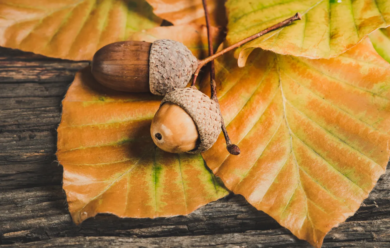 Photo wallpaper autumn, leaves, acorn