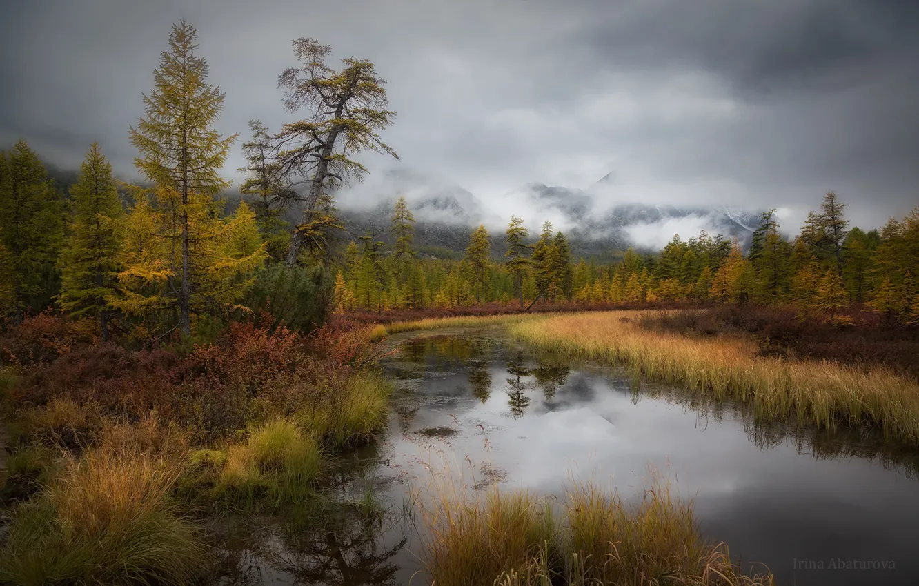 Photo wallpaper autumn, forest, the sky, grass, clouds, trees, mountains, yellow
