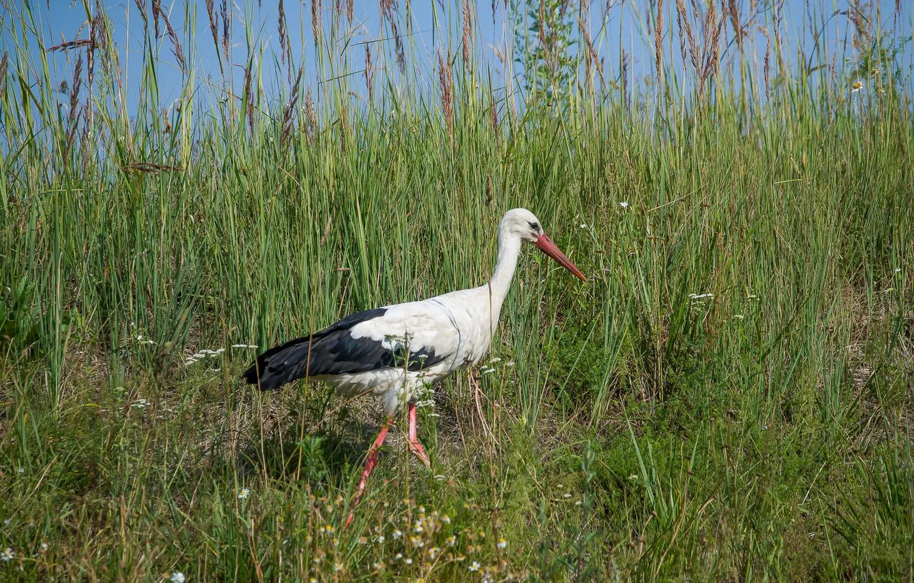 Photo wallpaper field, bird, stork, walk, photo hunt
