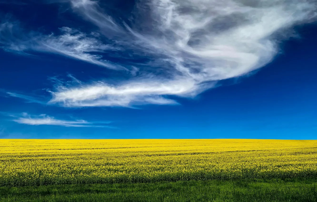 Photo wallpaper field, summer, the sky