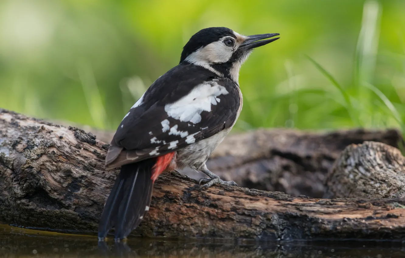 Photo wallpaper bird, shore, woodpecker, log, pond