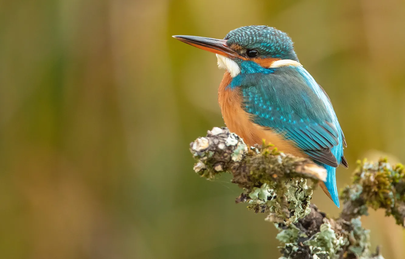Photo wallpaper branches, background, bird, Kingfisher