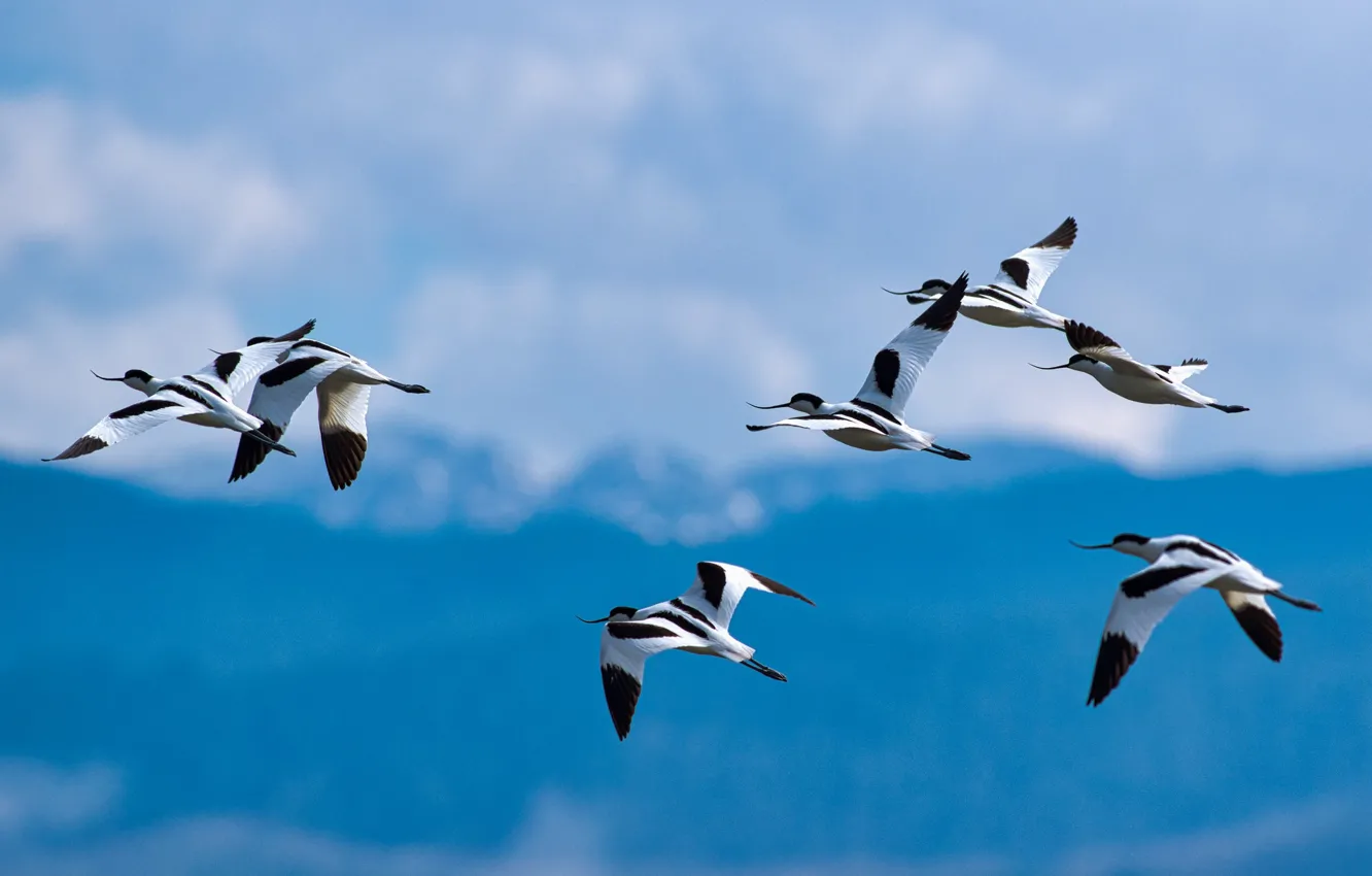 Photo wallpaper the sky, clouds, flight, mountains, blue, bird, pack, a flock of birds