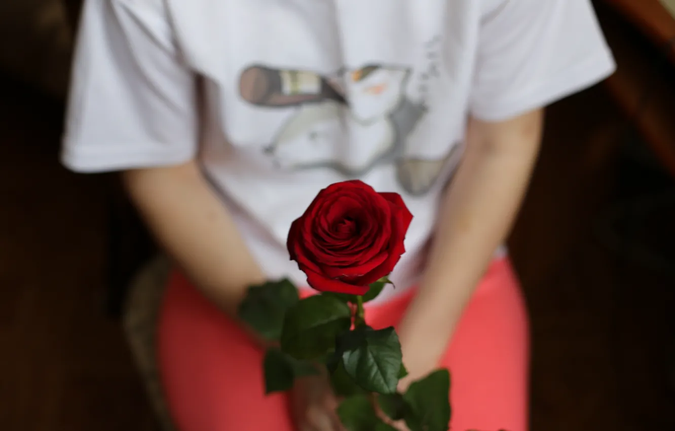Photo wallpaper girl, love, red, roses, sitting, in the hands