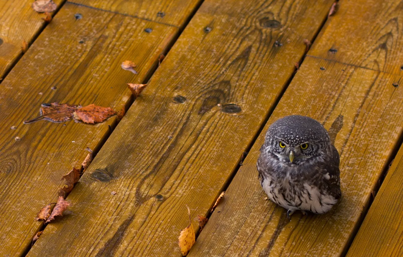 Photo wallpaper leaves, owl, bird