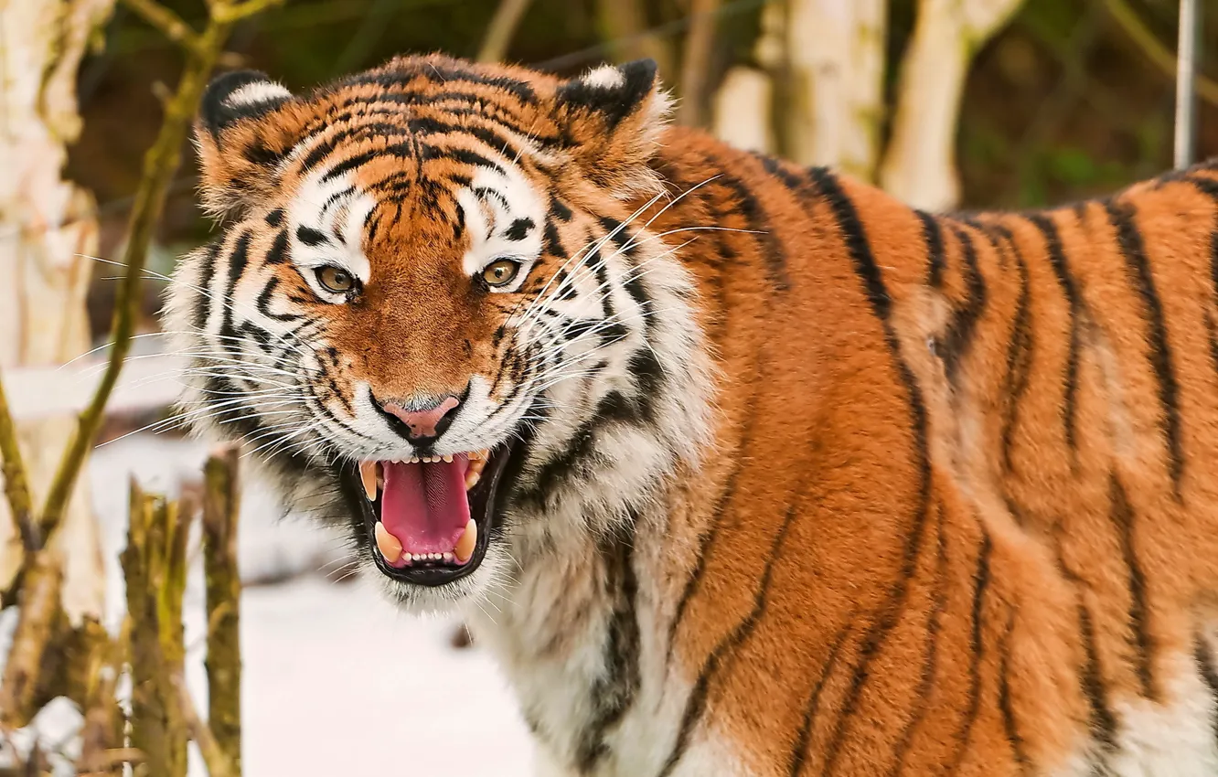 Photo wallpaper mustache, look, face, tiger, fun, grin, Amur, amur tiger
