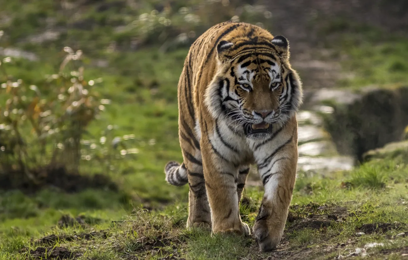 Photo wallpaper tiger, power, predator, striped