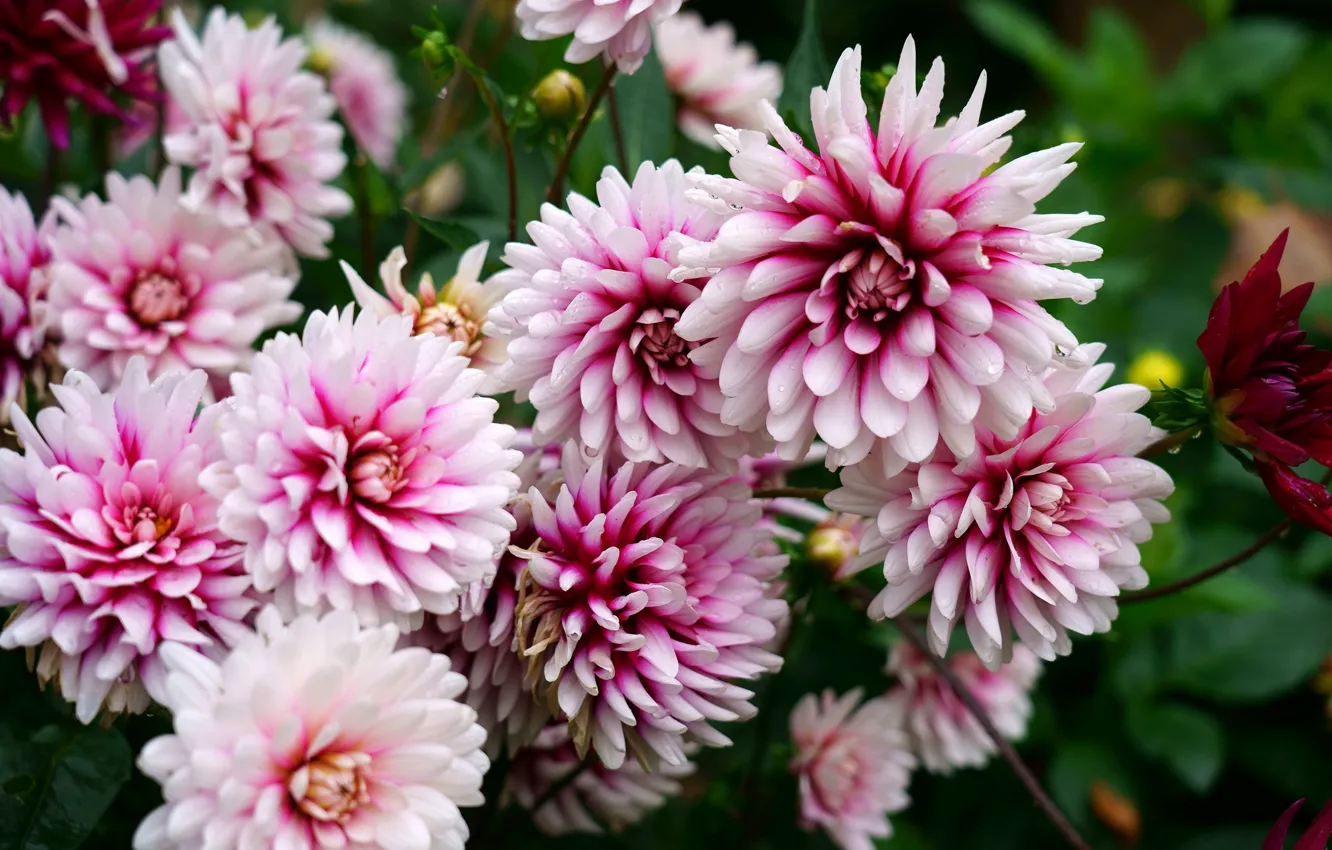 Photo wallpaper leaves, drops, macro, flowers, background, bright, petals, garden