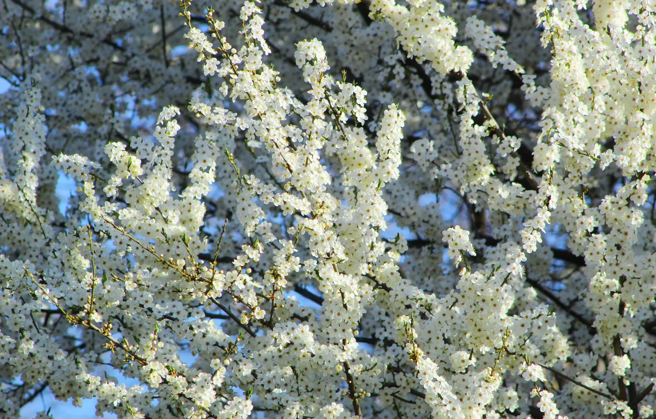 Photo wallpaper light, flowers, branches, cherry, spring, Sakura, white, flowering