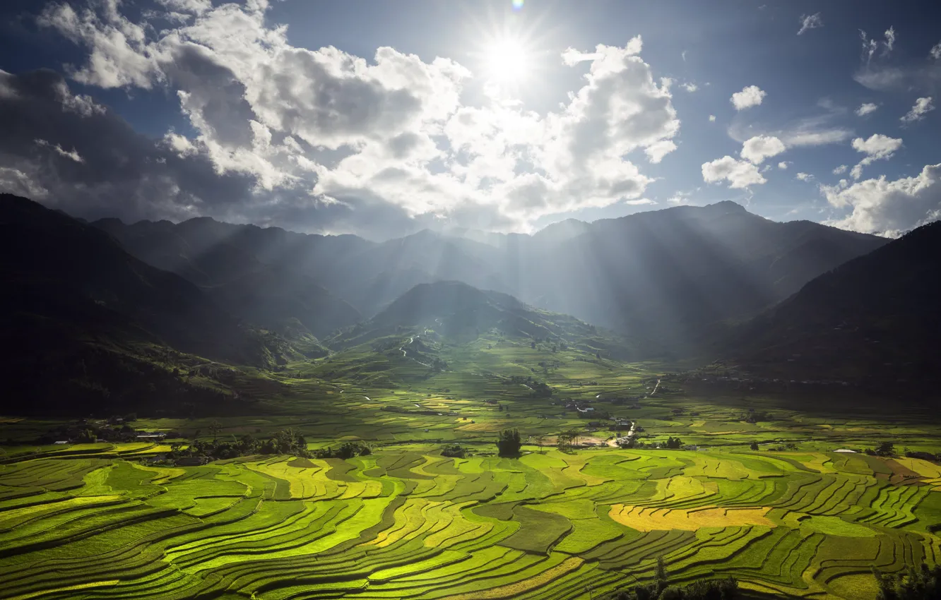 Photo wallpaper field, mountains, Asia, relief, tea plantations