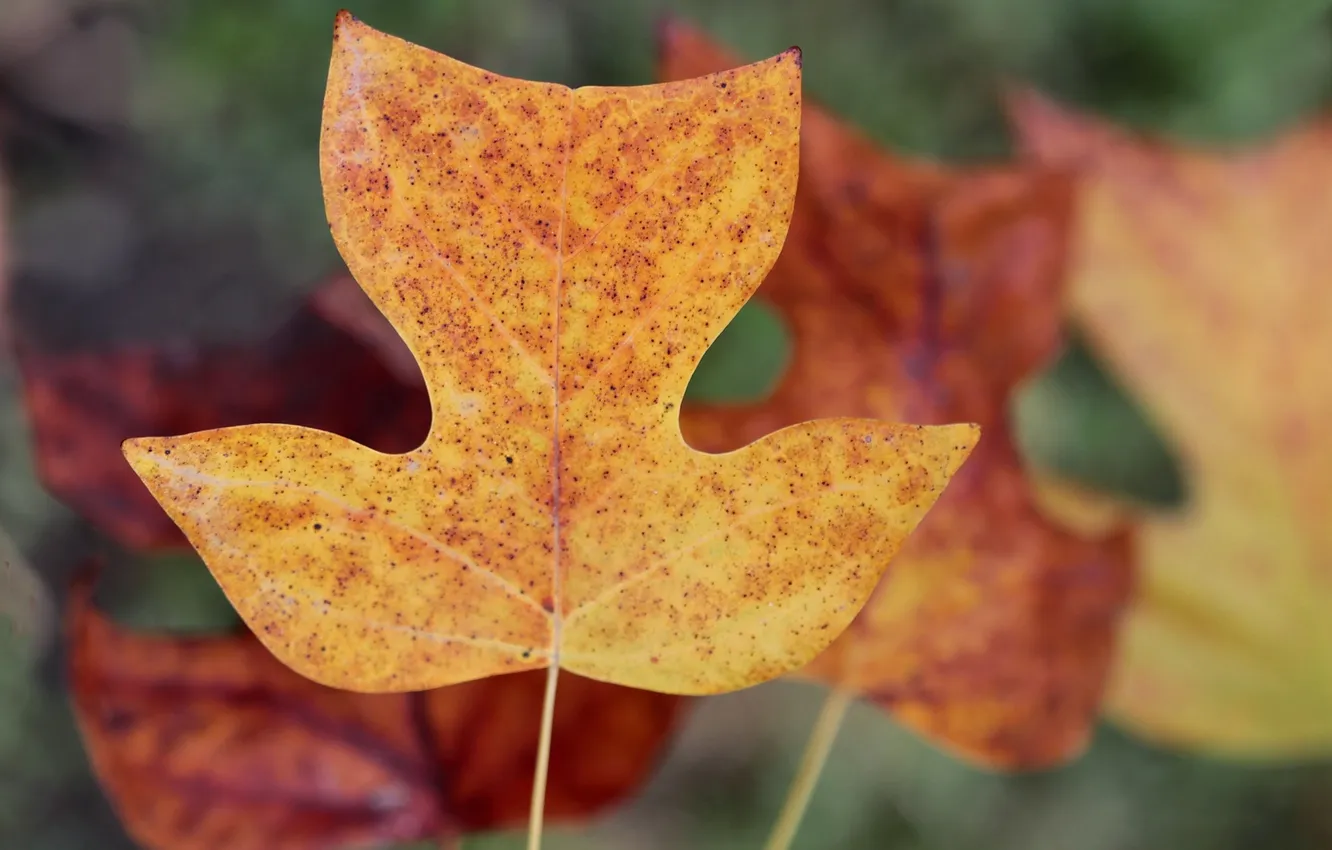 Photo wallpaper leaves, autumn, the liriodendron Tulip, Tulip tree