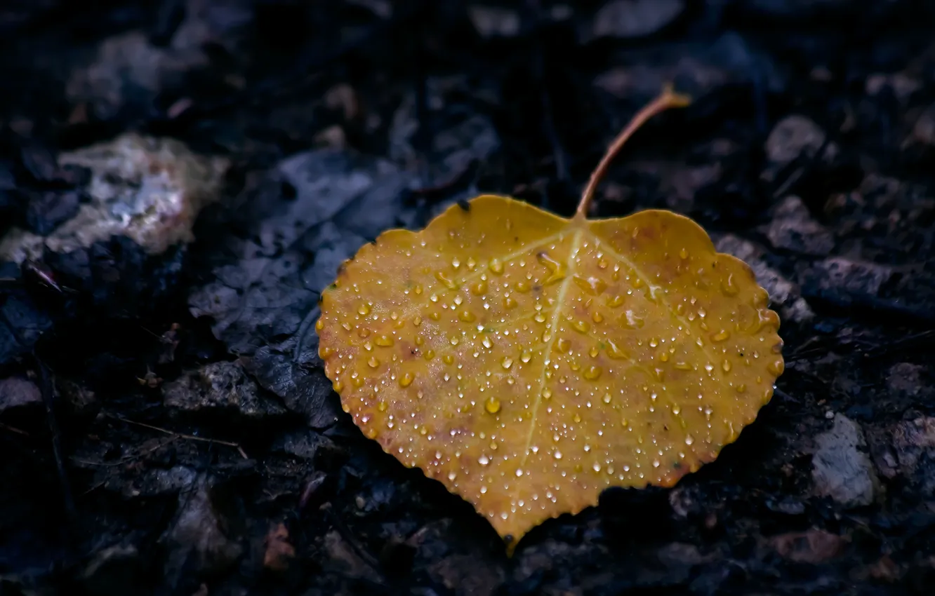 Photo wallpaper autumn, leaves, drops, macro