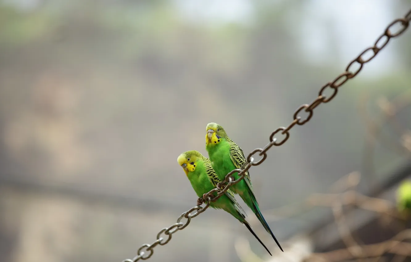 Photo wallpaper birds, background, parrots
