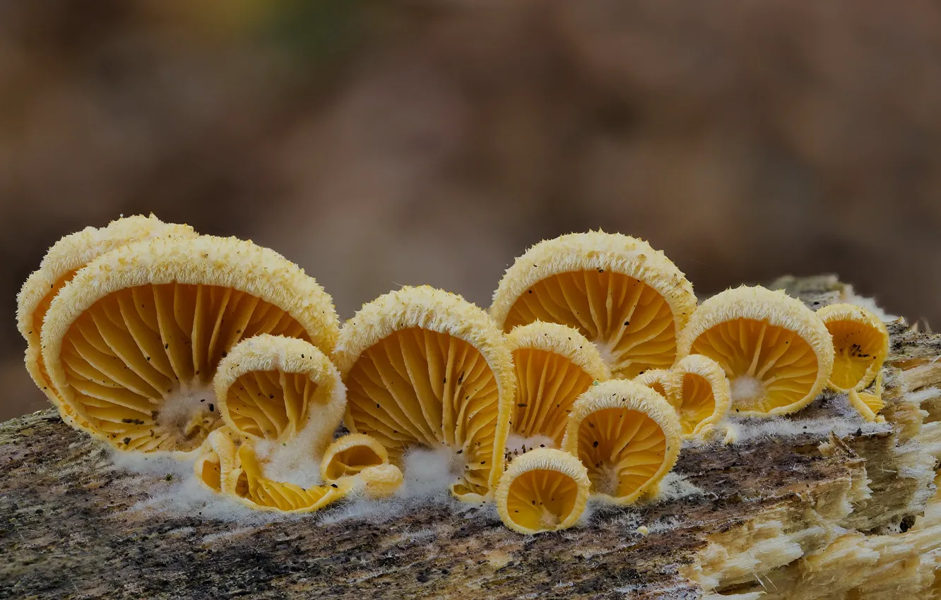Photo wallpaper autumn, mushrooms, Beat Buetikofer, yellow fluffies