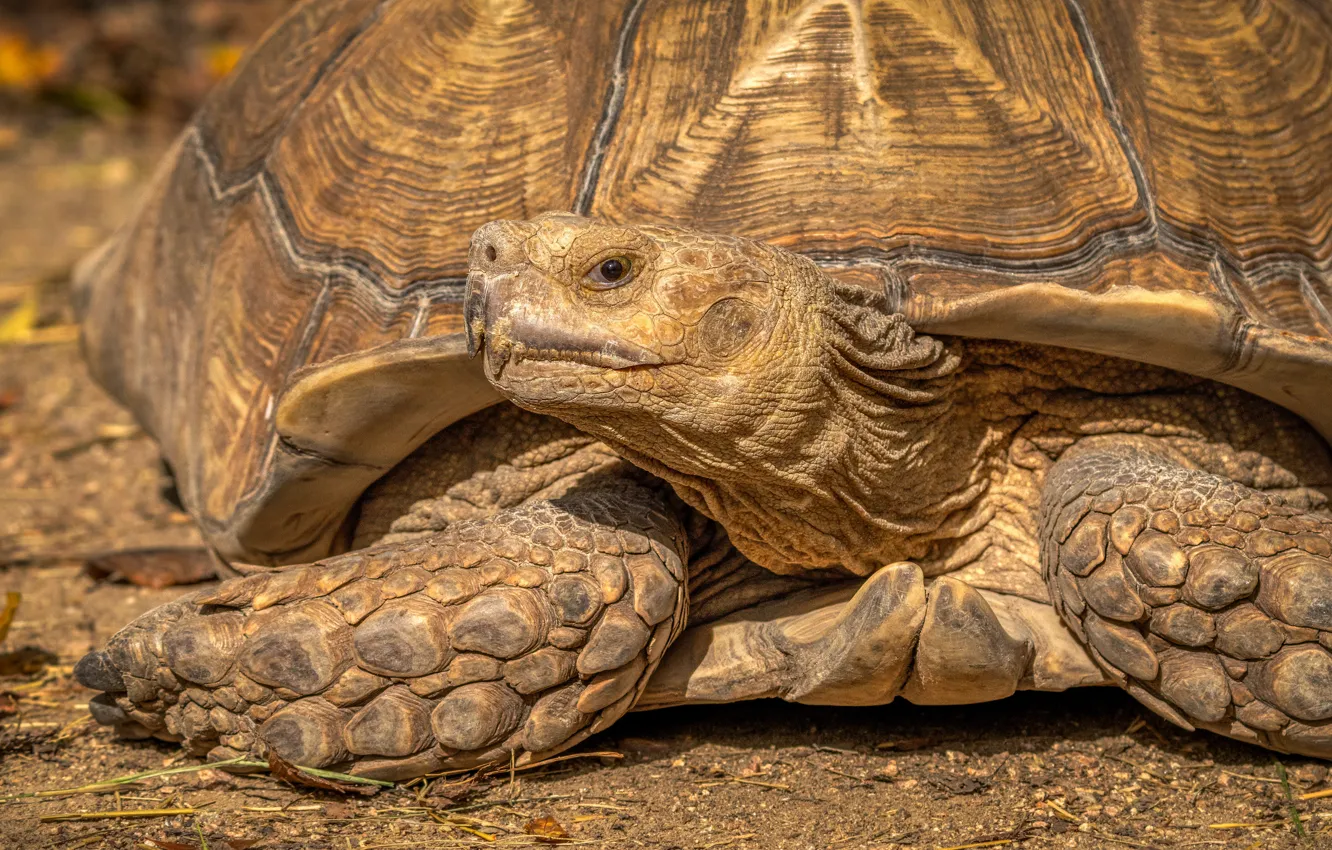 Photo wallpaper look, turtle, land