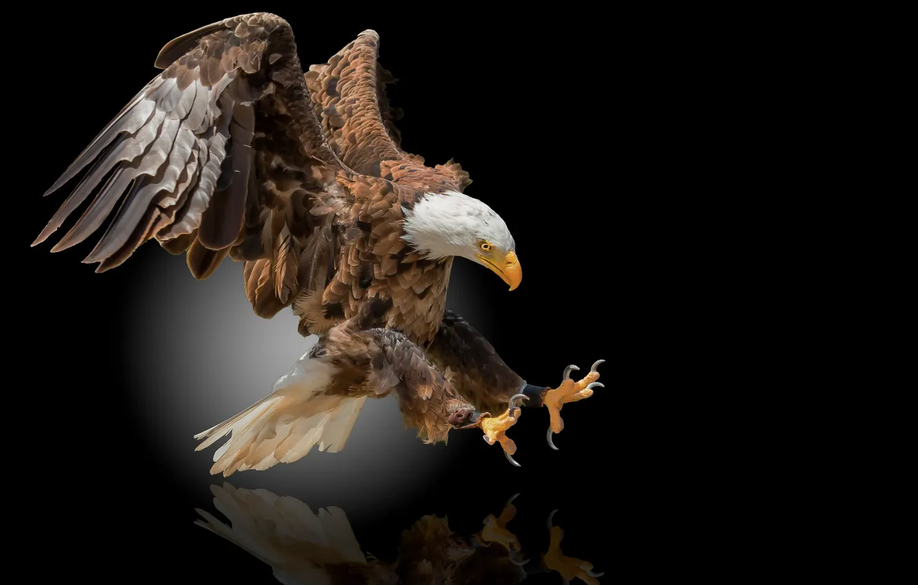 Photo wallpaper bird, eagle, black background, Orlan, bald eagle