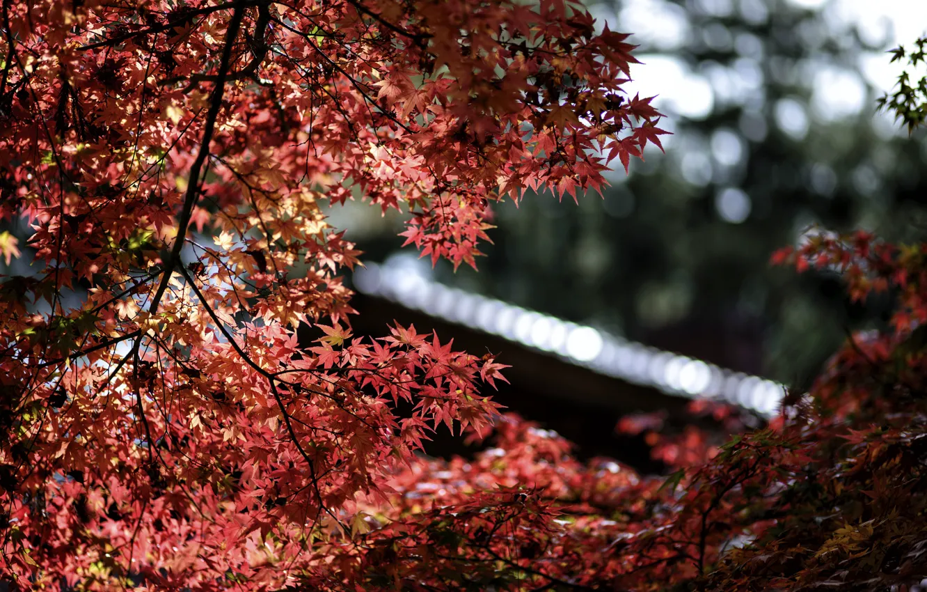 Photo wallpaper leaves, macro, glare, focus, Tree, blur, red, maple