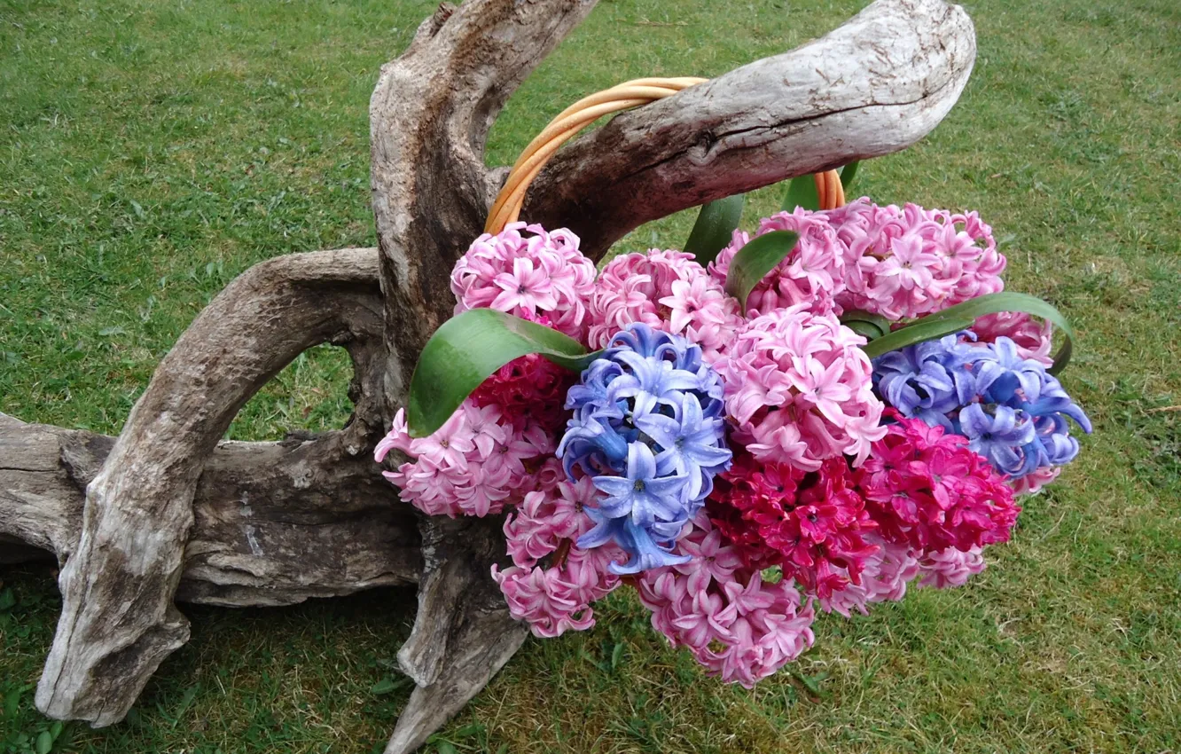 Photo wallpaper bouquet, composition, hyacinths