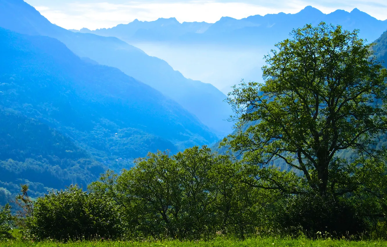 Photo wallpaper forest, trees, mountains, fog, tree, morning