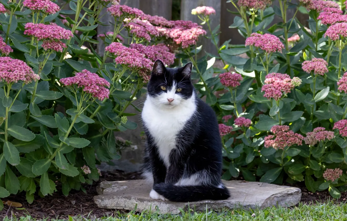 Photo wallpaper cat, cat, look, flowers, nature, pose, stones, garden
